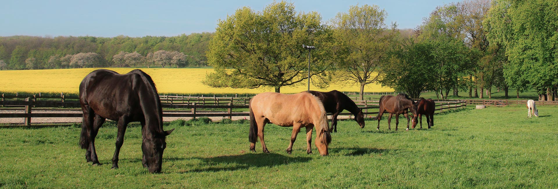 Pferde auf der Weide am Rittergut Liebenburg